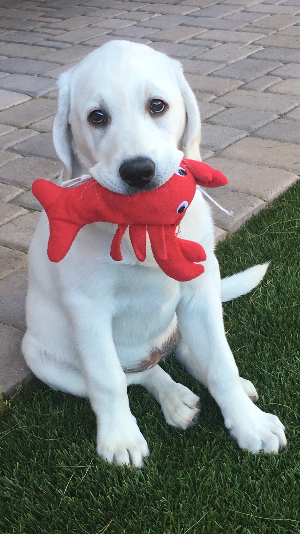 Online Memorials Lasting Paws Pet Memorial Services Online memorials lasting paws pet memorial services